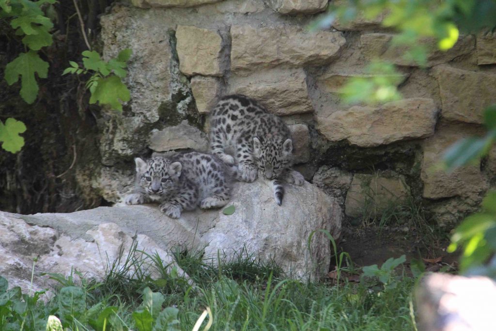 Nascita eccezionale alle Cornelle Arman e Neko, leopardi delle nevi