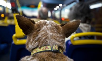 Cani, le dimensioni non contano più Tutti sugli autobus (con il biglietto)