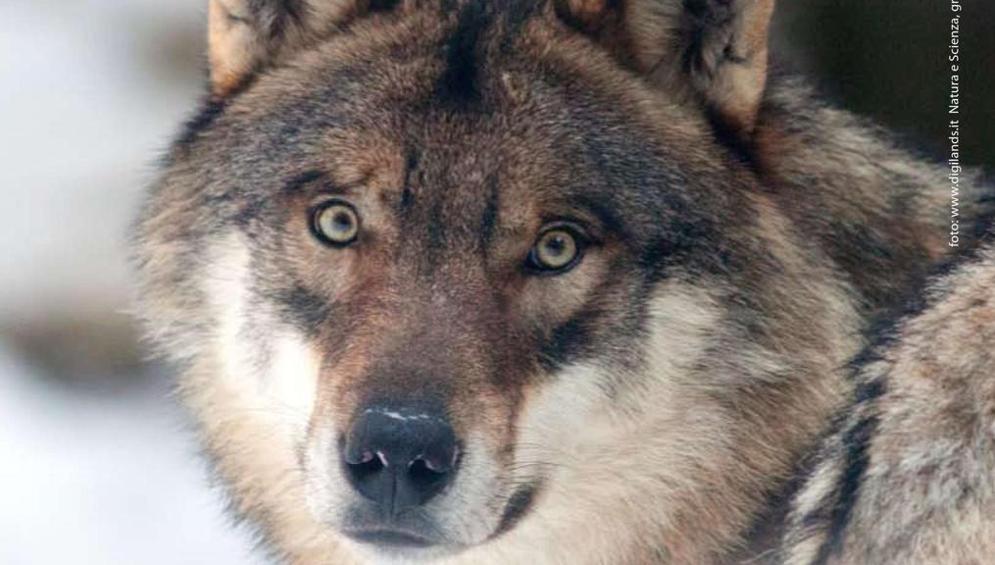 Orobie, son tornati lupi e orsi E una volta facevano stragi