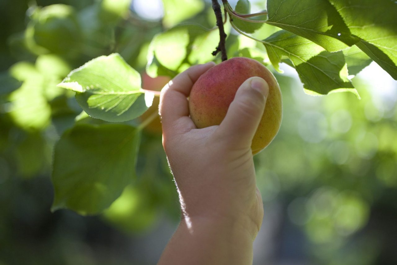 Cogli la prima pesca, e scegli tu La spesa sull’albero ad Astino