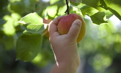 Cogli la prima pesca, e scegli tu La spesa sull'albero ad Astino