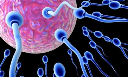 Com’è che al maschio italiano si sono dimezzati gli spermatozoi