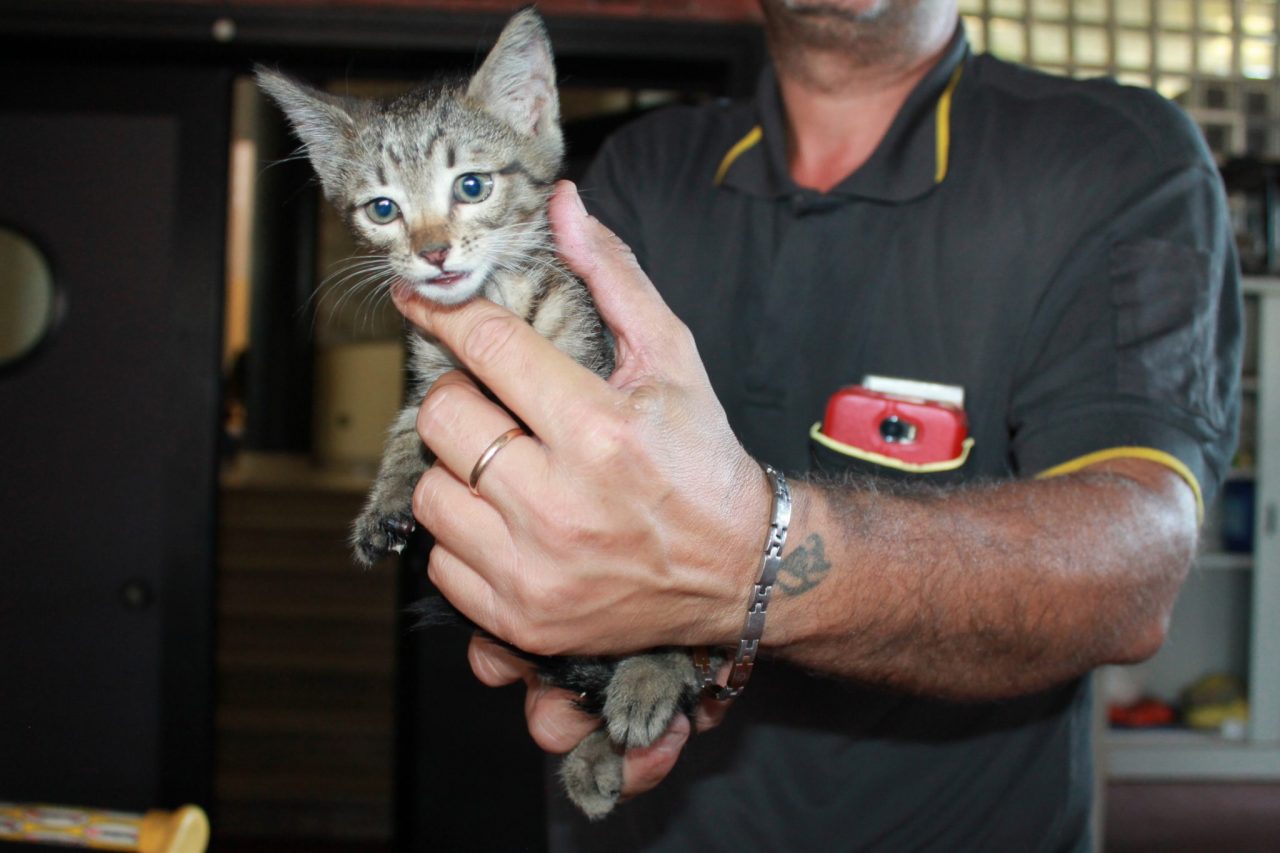 Per 60 chilometri chiusa nel motore Gattina salvata dai Vigili del fuoco