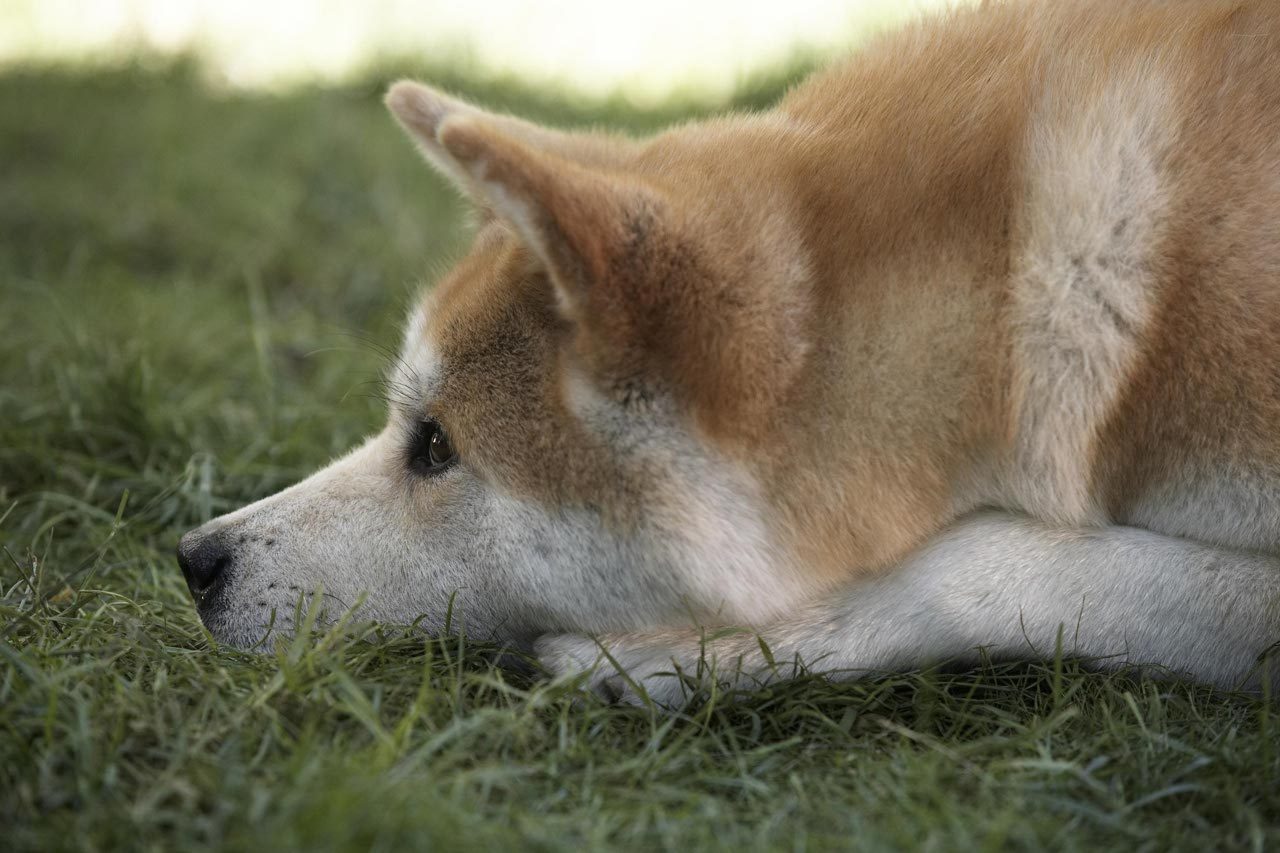 Un malore improvviso al mare Il cane Dora allerta i familiari