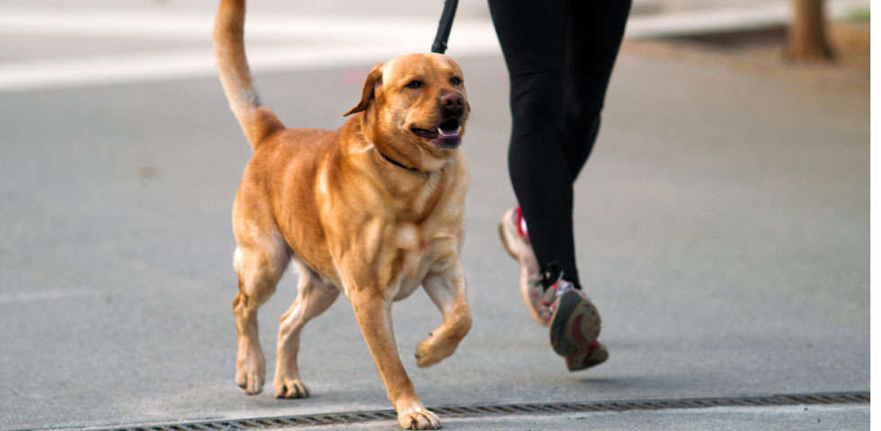 Fido è un personal trainer perfetto Lo garantiscono gli scienziati inglesi