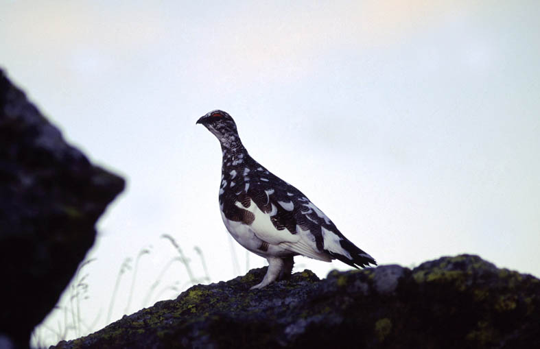 Pernice Bianca, Lagopus mutus, carona, bergamo