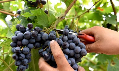 È iniziata la vendemmia! Incrociando le dita, il 2021 sarà un'ottima annata