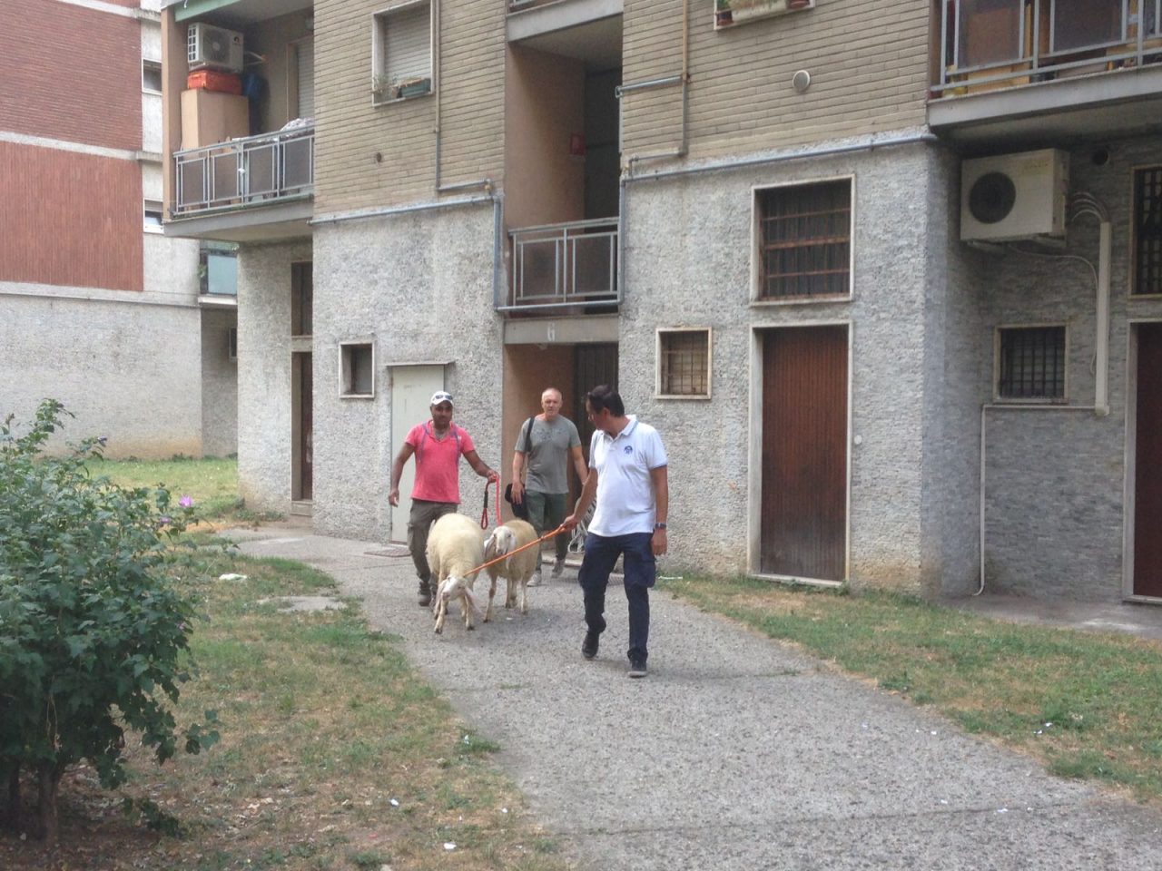C’erano una volta solo gli asini Adesso invece volano le pecore