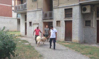 C'erano una volta solo gli asini Adesso invece volano le pecore