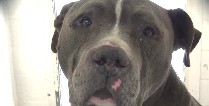 Seriate, pitbull lasciato a morire salvato grazie a vicini e muratori