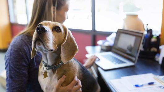 La prossima frontiera dell’ufficio Portare Fido con sé al lavoro