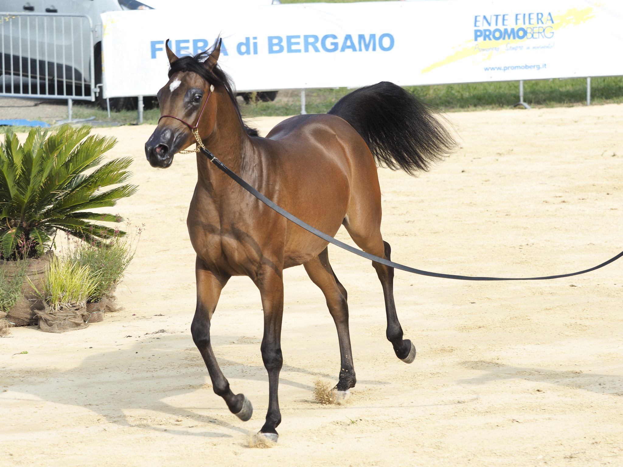 concorso arabo_9031697