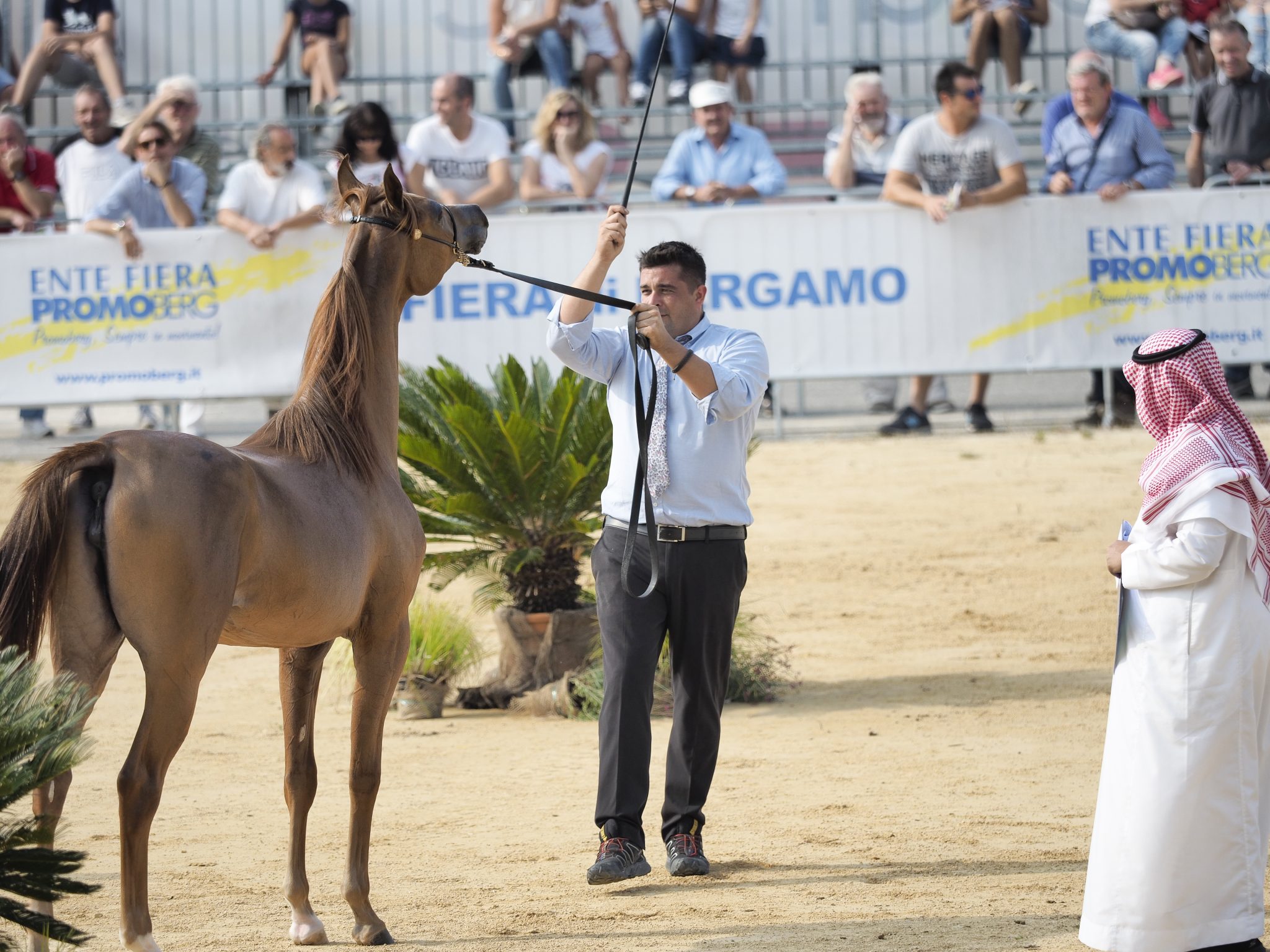 concorso arabo_9031754