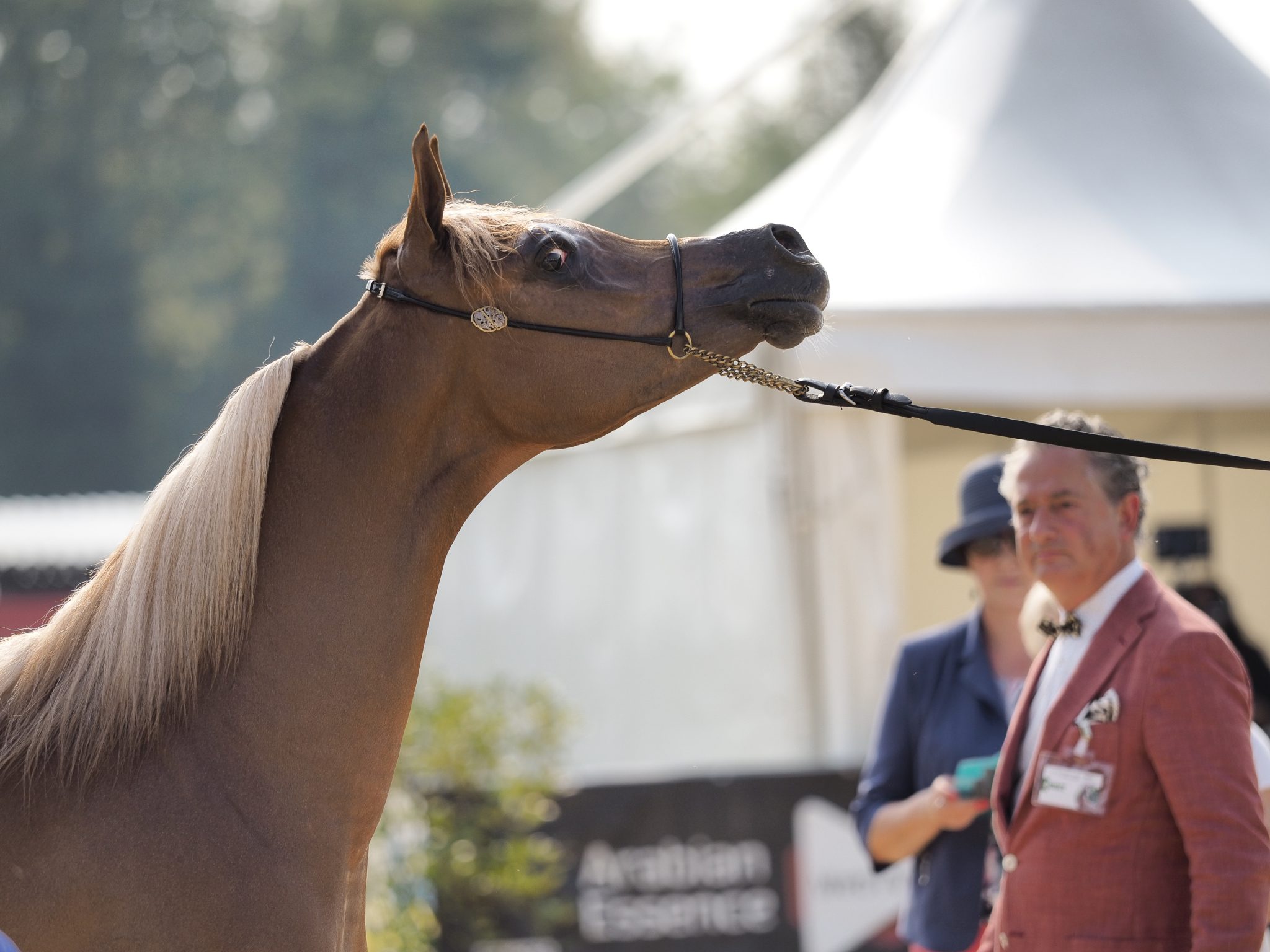 concorso arabo_9031809