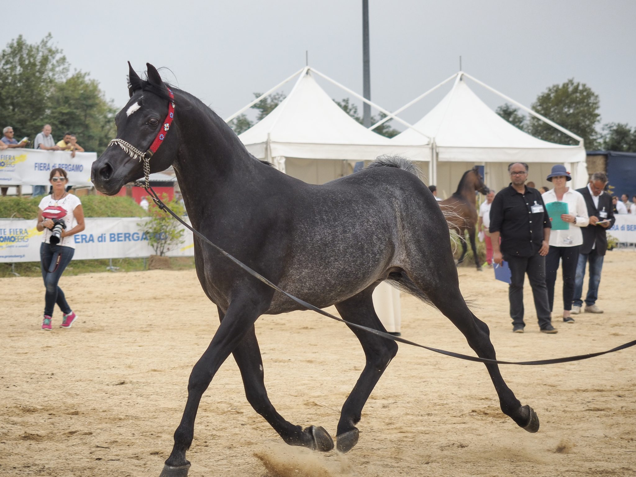 concorso arabo_9044042