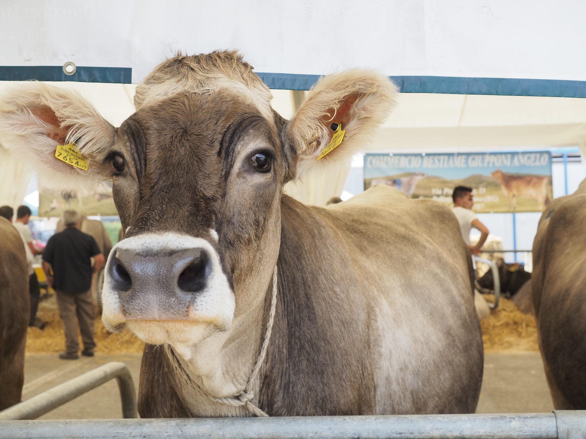 rassegna bovini_9032176