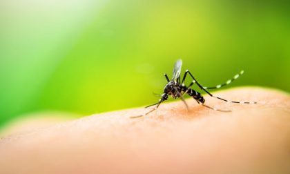 Come combattere le zanzare che sono sopravvissute finora