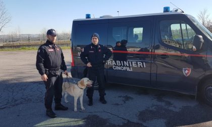 Unità cinofile a scuola, si riparte I labrador annusano tra i banchi