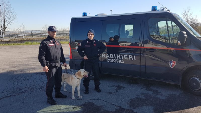 Unità cinofile a scuola, si riparte I labrador annusano tra i banchi