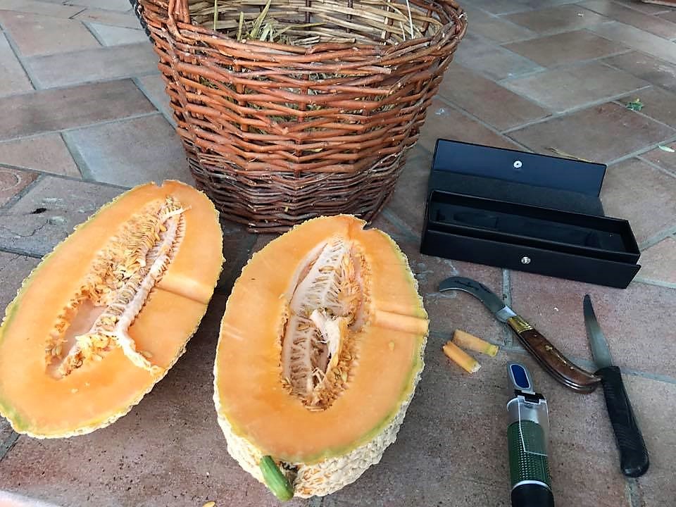 Il melone retato ricerca produttori Presidio Slow Food, fa gola a Eataly