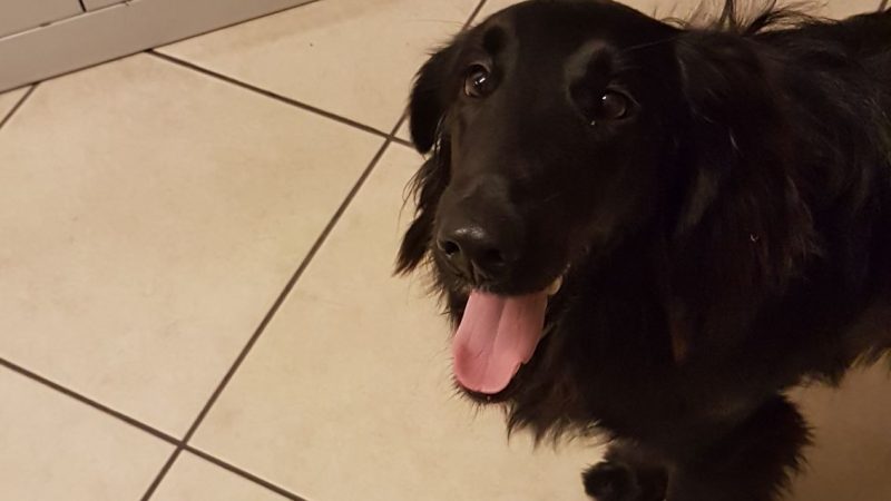 Legato e abbandonato al buio Adesso è un trovatello fortunato