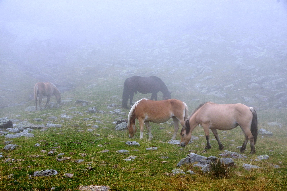 5 - Autunno - Cavalli liberi al pascolo