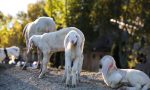 Mura, la carica delle 300 pecore E domenica una mandria in centro