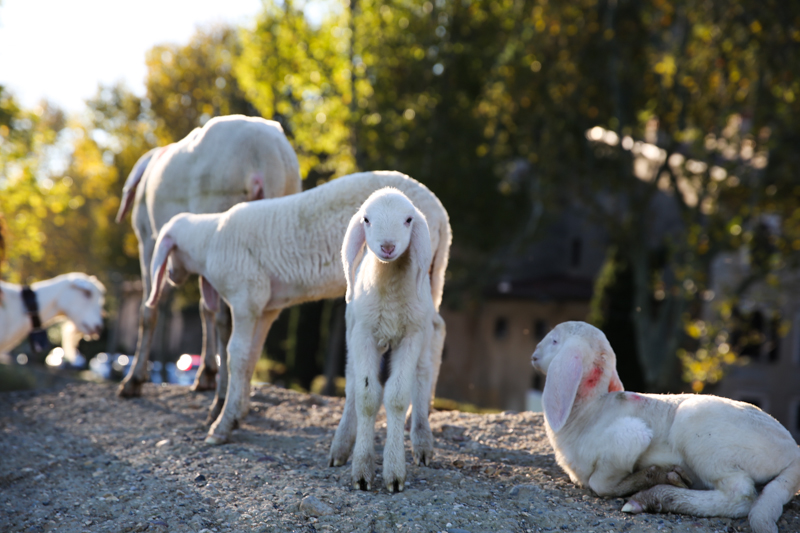 Mura, la carica delle 300 pecore E domenica una mandria in centro