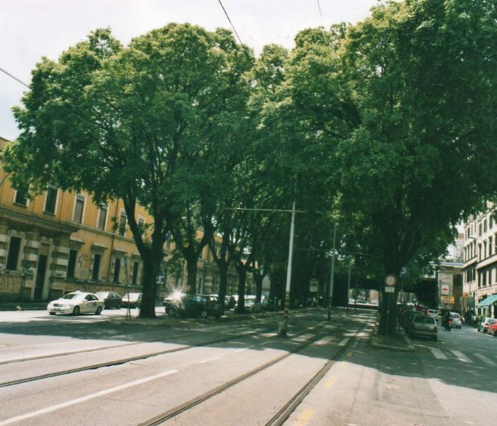 La ricetta contro lo smog in città? Alberi, alberi, alberi. Torino infatti…