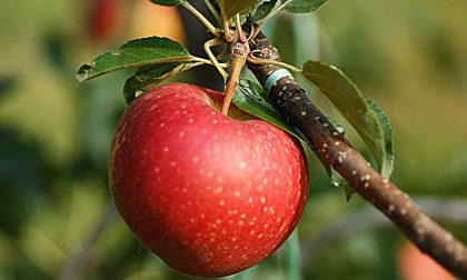È tempo di festa in Val Brembana Si celebrano le sue preziose mele