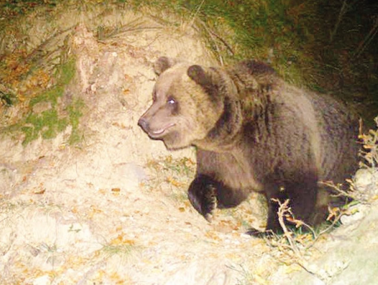 Val Brembana, tornato l’orso bruno M18 ha sei anni e arriva dal Trentino