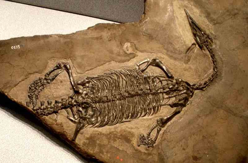 Com’era la Lombardia nel Triassico Dallo Pterosauro del Caffi fino a…