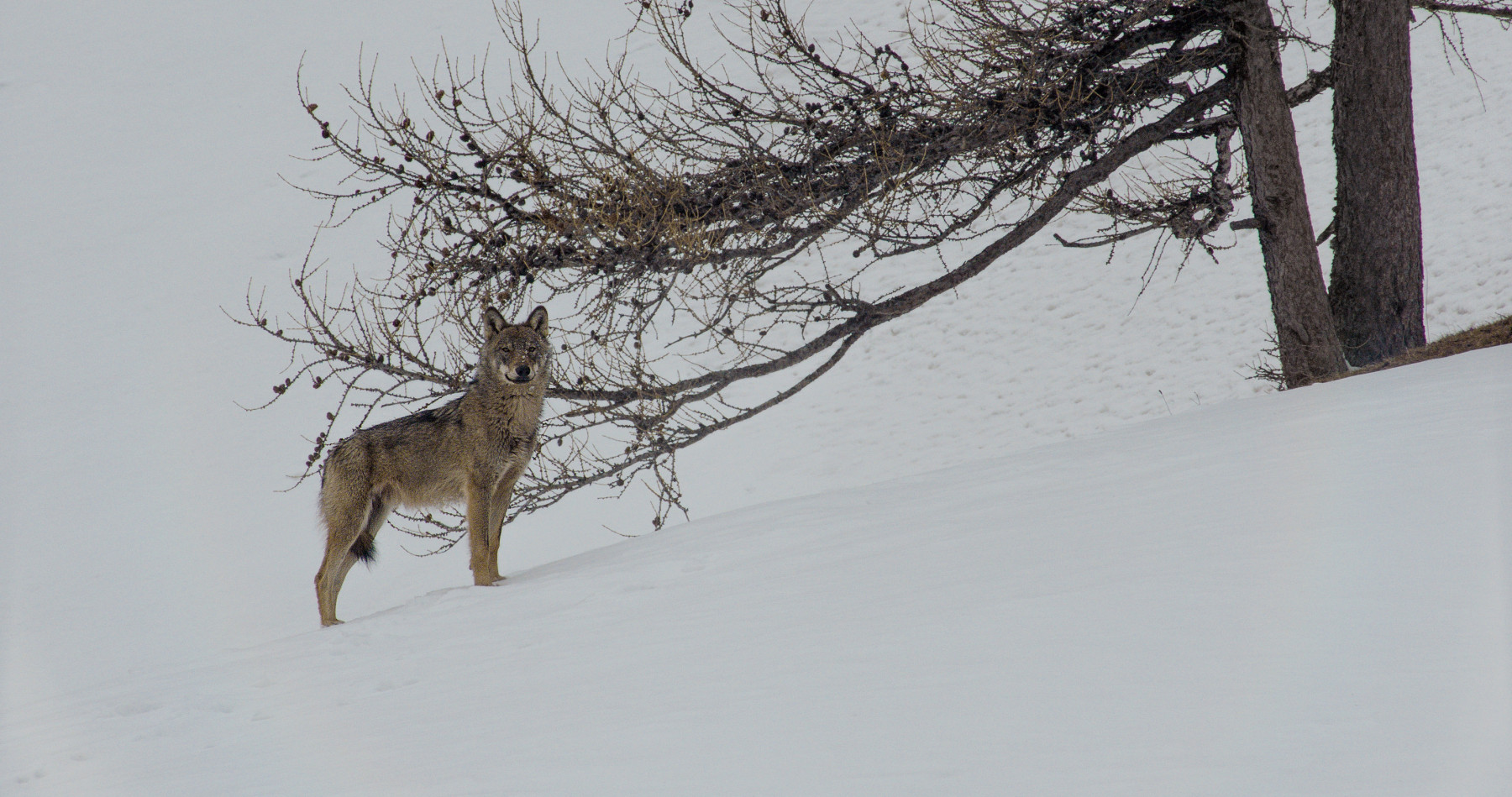 La vallee des loups 1