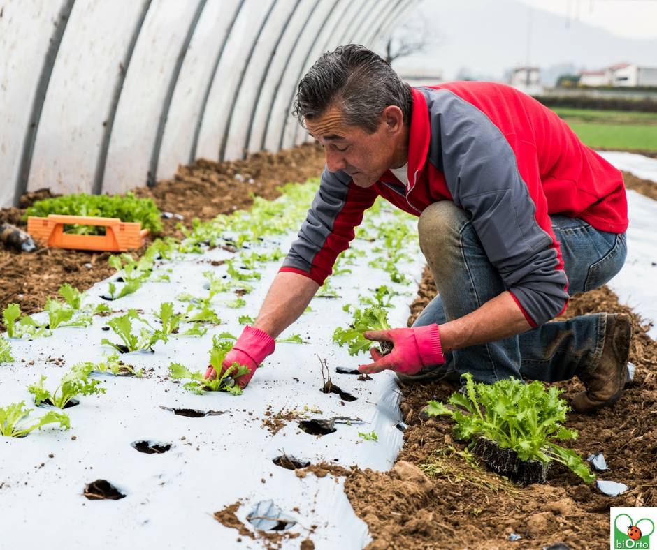 Un pezzo di terra a Treviolo dove coltivare vite più felici