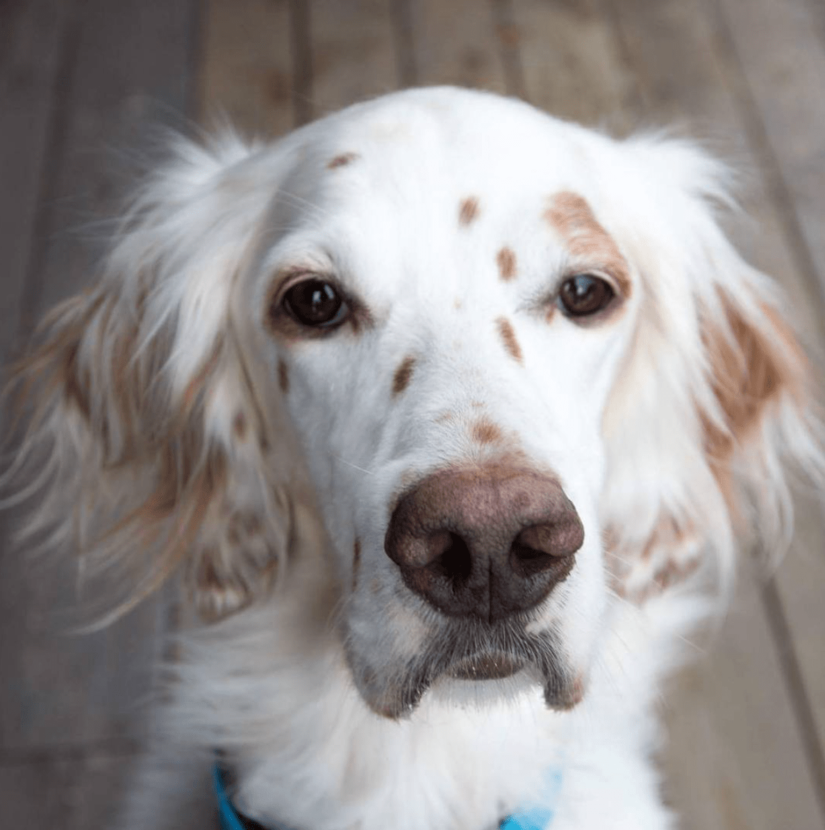 Un cane seppellito vivo a Zanica Denunciati due anziani del posto