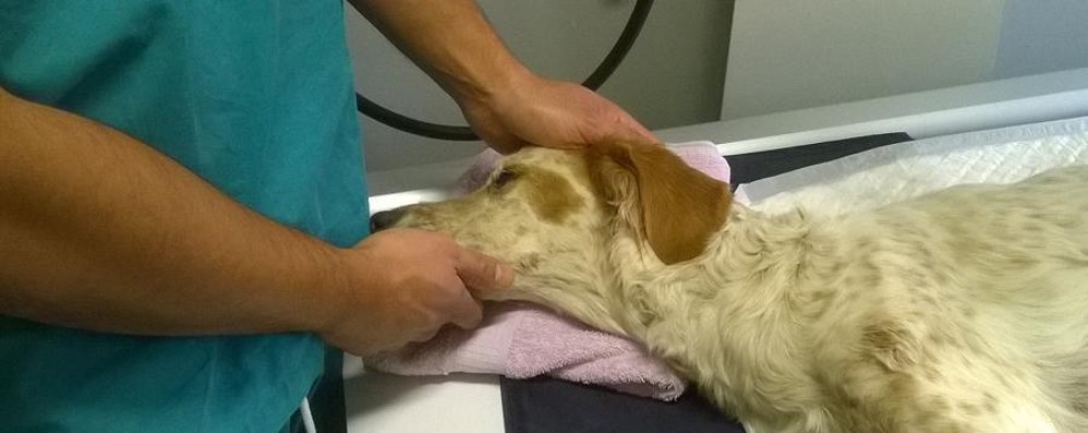 Zanica, un’area cani dedicata a Siria contro ogni tipo di violenza