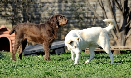 Il Comune rimborsa con 300 euro chi adotta un cane (450 se adulto)