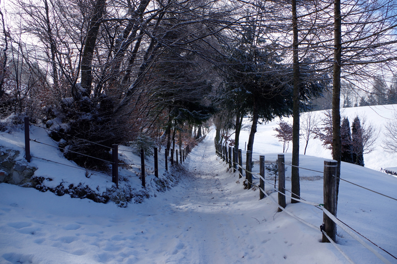 Ciaspolata ad anello con panorama Da Bossico al monte Colombina
