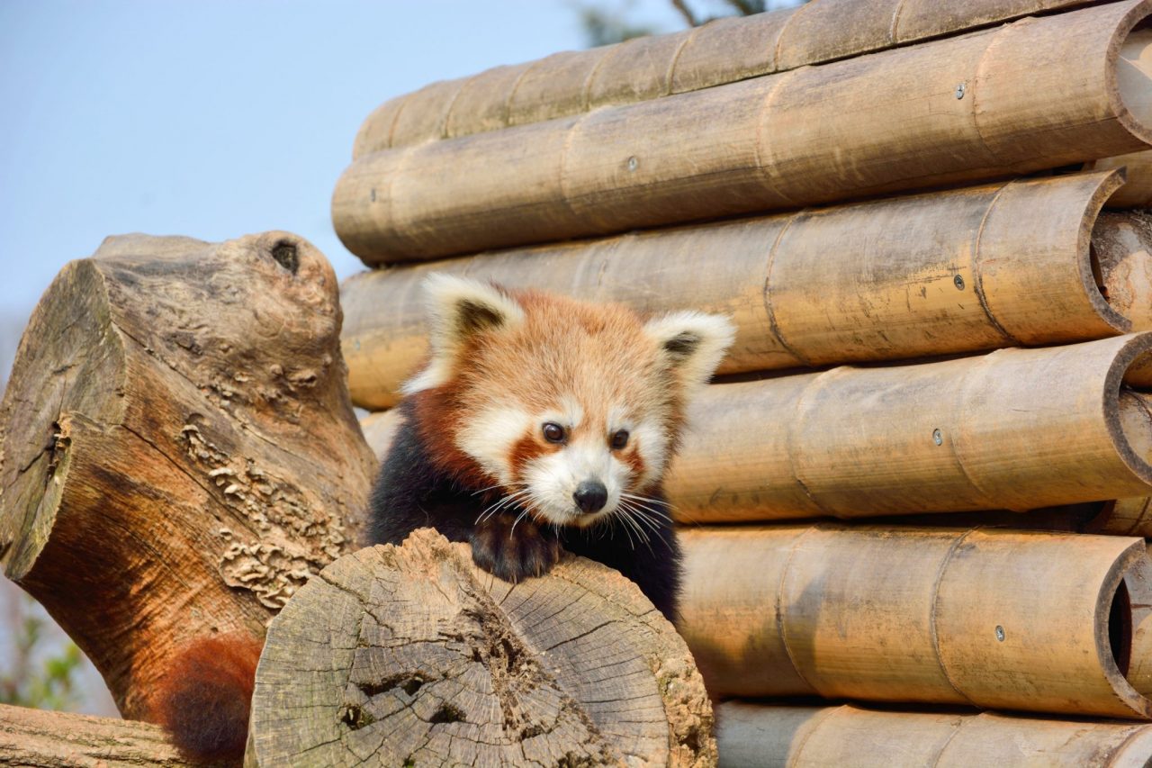 Le Cornelle, la stagione dell’amore parte da panda minori e fenicotteri