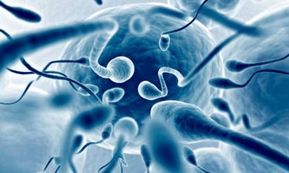 La seconda vita degli spermatozoi perfetti contro il tumore uterino