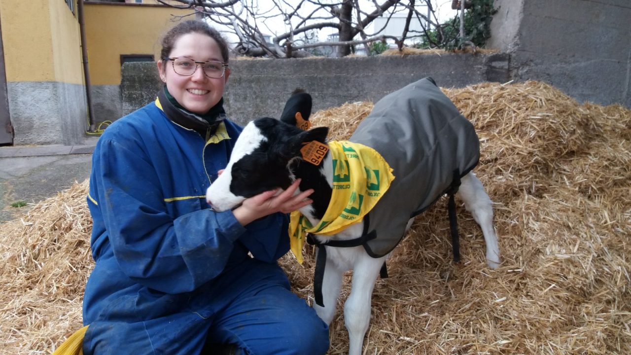 I vitellini si mettono il cappotto per combattere il gelo siberiano