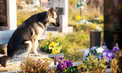 Storie di cani che dopo la morte continuano ad amare i padroni