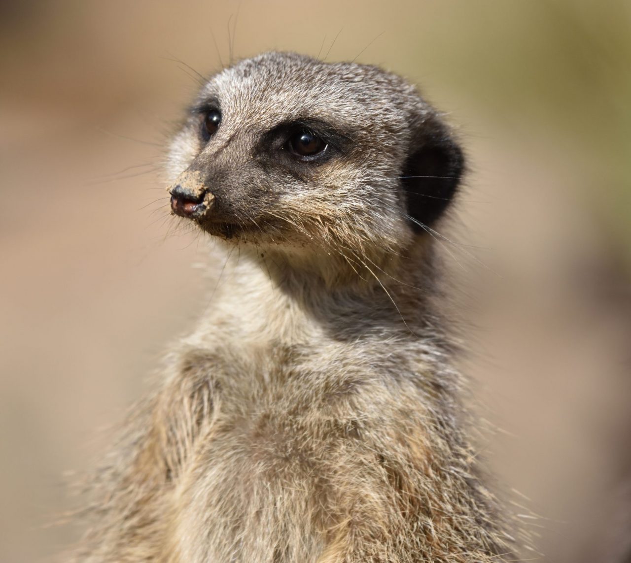 Nuova casa per Timon del Re Leone Valbrembo, ecco l’Area dei Suricati