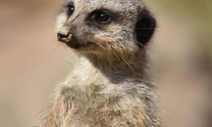 Nuova casa per Timon del Re Leone Valbrembo, ecco l'Area dei Suricati