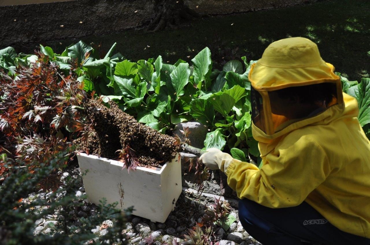 SOS api, gli apicoltori bergamaschi fra allerte e voglia di crescere