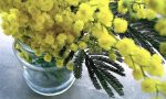 Festa della donna, c'è il caro-mimosa: «Purtroppo in molte località d'Italia è già sfiorita»