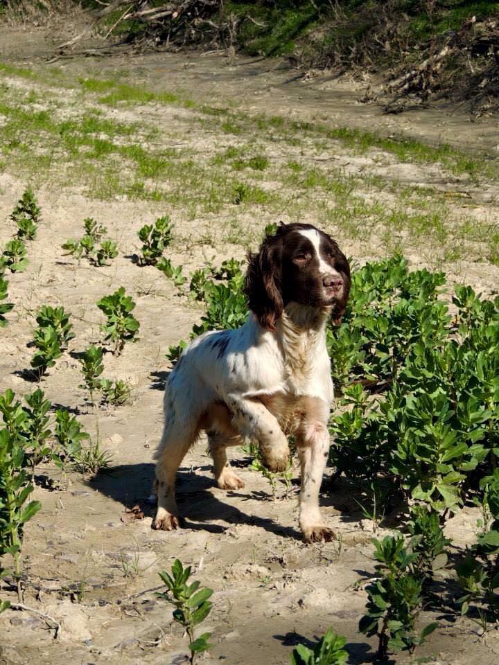Hollydrive Ringo, segugio infallibile Uno Springer Spaniel a Zanica