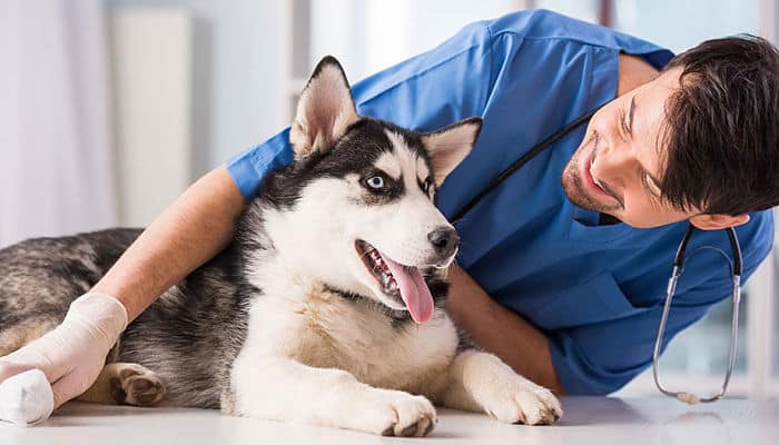 In Italia ora è boom veterinari (i numeri della pet humanisation)