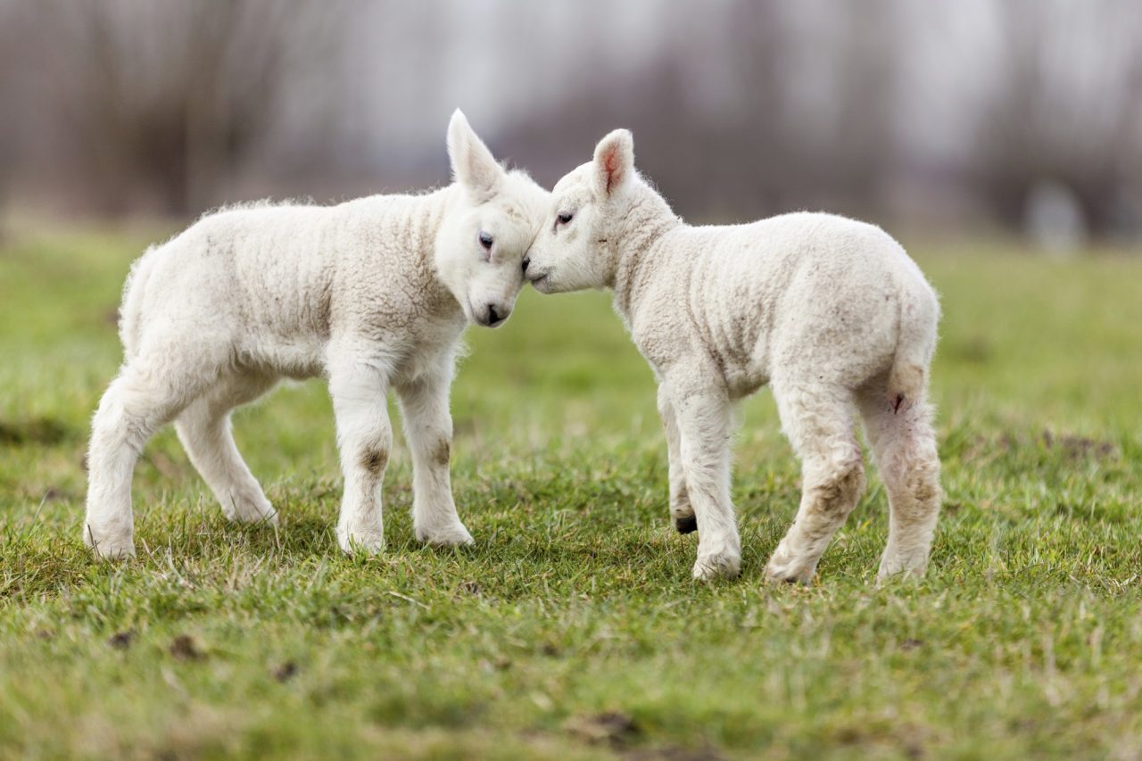 Cinque notizie che non lo erano Una sui capretti uccisi per Pasqua