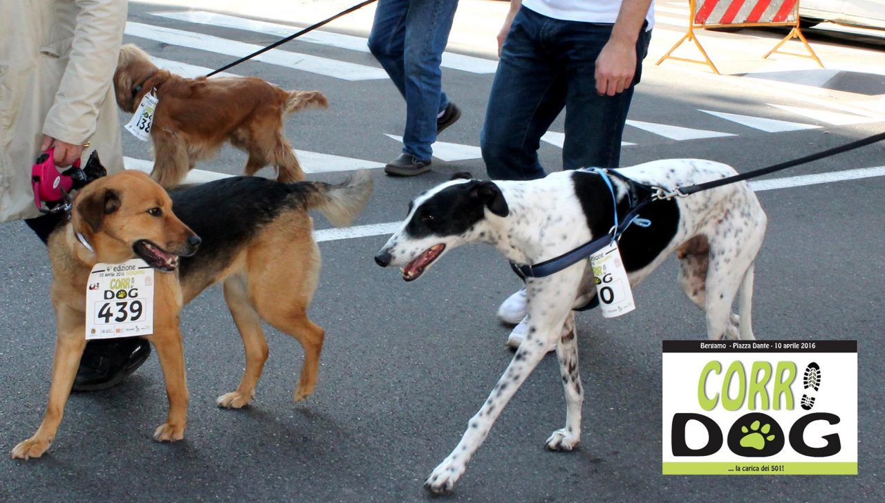 Una domenica bestiale in città Marcia con i cani (a fin di bene)